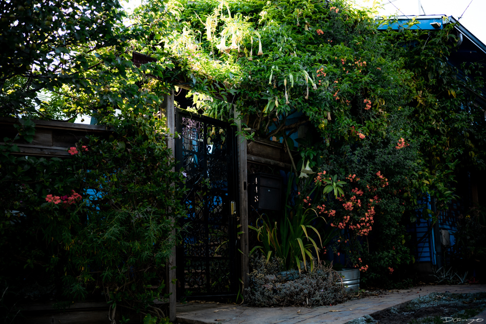 Photos of flowers, focaccia, fun Lucky Charms, and pretty Berkeley neighborhood sights.